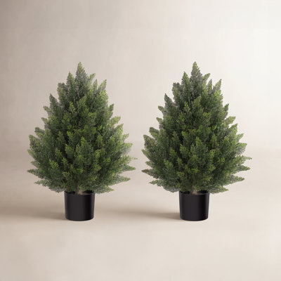 Cedar Tree in Pot