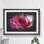 Pink Rose Flower Vol.7 - Picture Frame Graphic Art-62803973-62803974