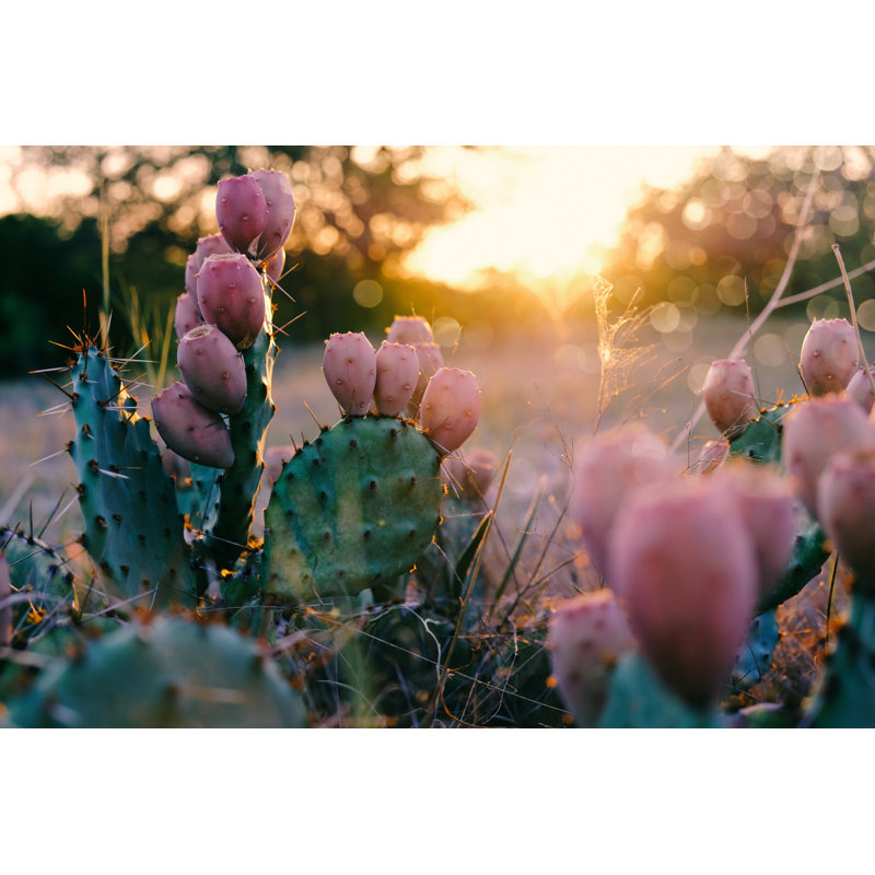Prickly Pear Cactus At Sunset by Candice Estep - Wrapped Canvas Print, 30cm H x 46cm W x 3.8cm D