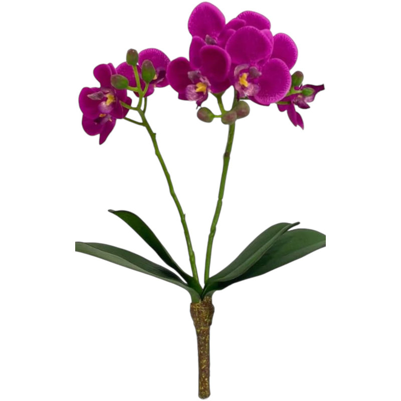 Phalaenopsis 16 po - 3 paquets
