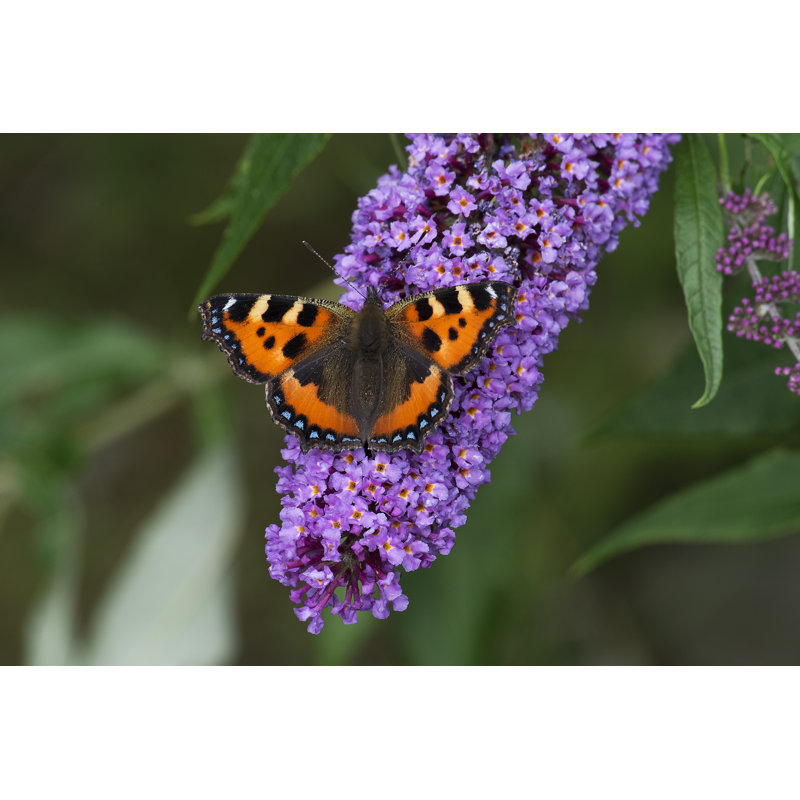 Butterfly - Wrapped Canvas Print, 30cm H x 46cm W x 3.8cm D