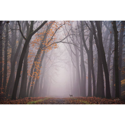 Cerf dans le brouillard
