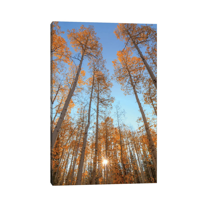 Reaching Up-Vertical by Bill Sherrell - Wrapped Canvas Print, 20.32 cm H x 30.48 cm W