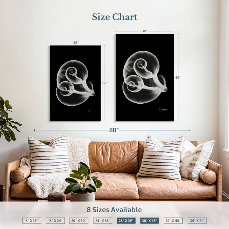 Aletra Conjoined Shells, 39" H x 26" W