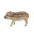 Wild Baby Boar Standing