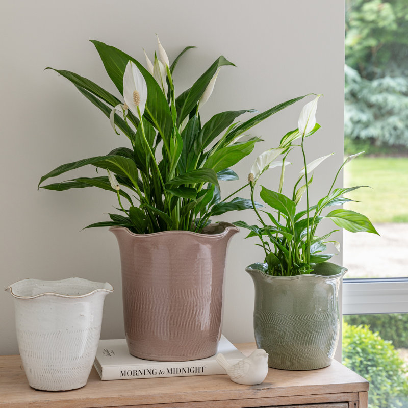 Camellia Blush Scalloped Edge Planter H25cm D26cm