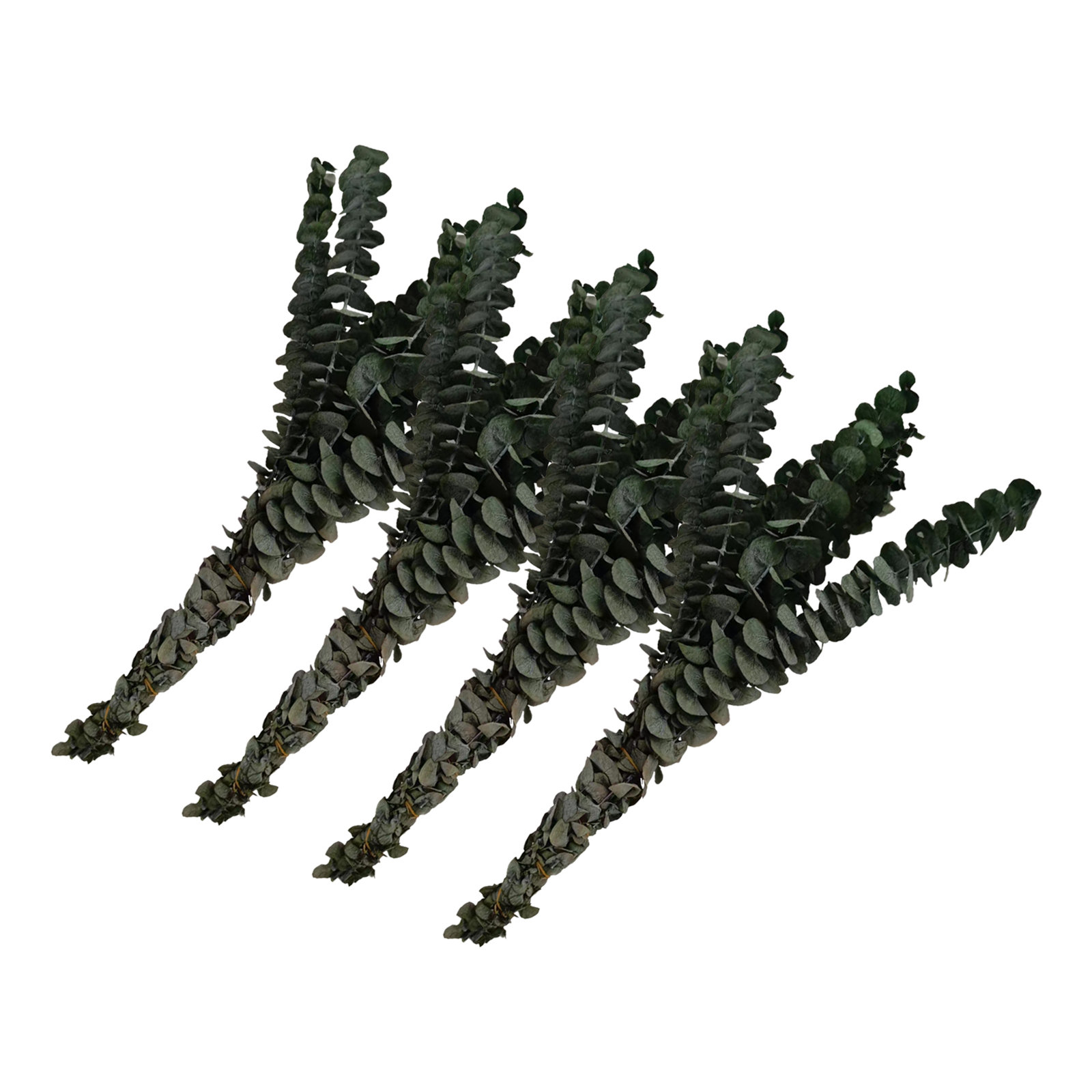 Bundle of 4 Dried Preserved Baby Eucalyptus Bouquets, Green