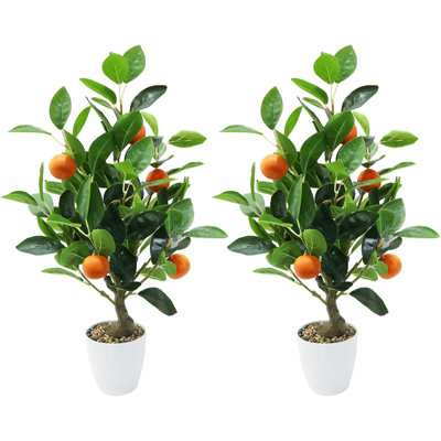 50cm Plant