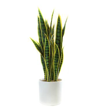 Artificial Snake Plant With Century Plant Stand - Sansevieria