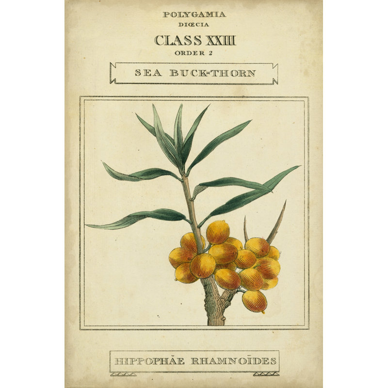 Linnaean Botany III - Wrapped Canvas Print, 46cm H x 30cm W