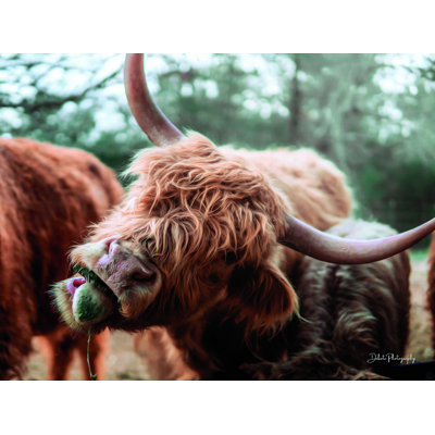 " Crazy Cow II "
