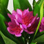 Plastic, Silk Freesia Arrangement in Pot