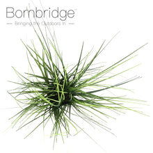 Fausse herbe à oignon en pot 22,5 po Bornbridge