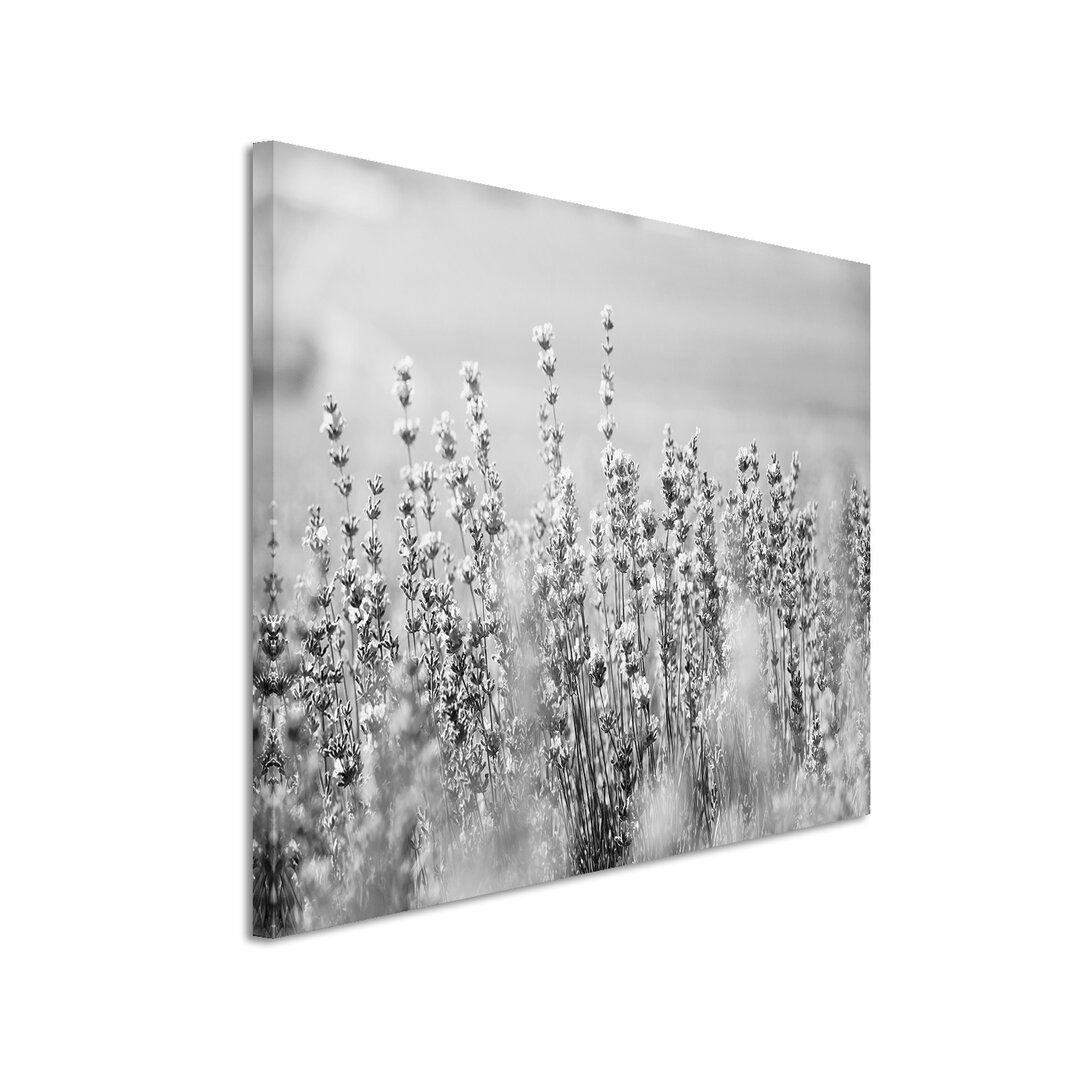 Leinwandbild „Lavendel“, Fotodruck