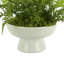 Mountain Fern and Moss Arrangement