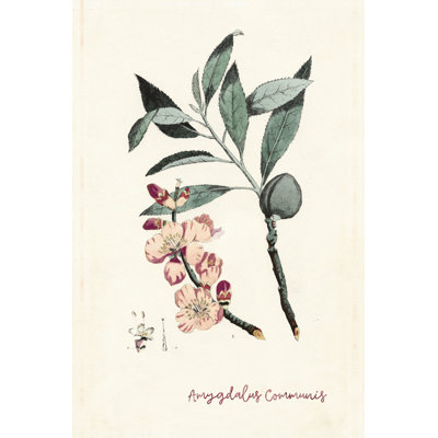 Merlot Botanical Almond Flower - Wrapped Canvas Painting