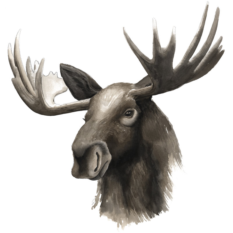 Western Animal Study III 1 Piece Wrapped Canvas Wall Art, 51cm H x 51cm W