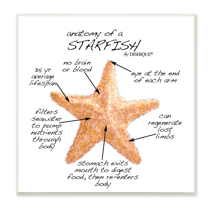 "Anatomy Of Starfish Sea Life Wildlife"