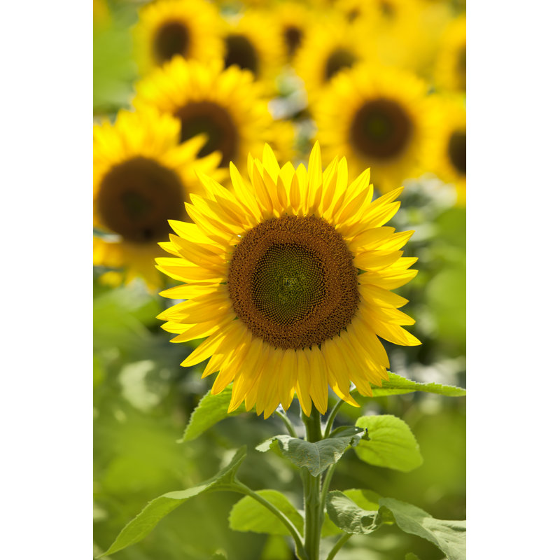 Field Of Yellow Sunflowers - Wrapped Canvas Print, 122cm H x 81cm W x 3.8cm D
