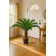Panama 48" Cycas Palm Tree in Pot