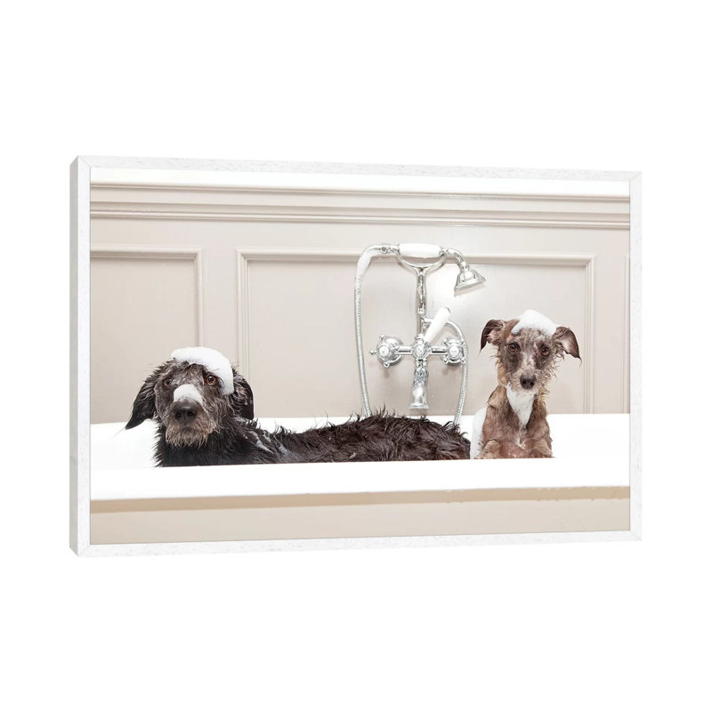 Two Funny Wet Dogs In Bathtub by Susan Schmitz - Print on Canvas, 66.04 cm H x 45.72 cm W, White Framed