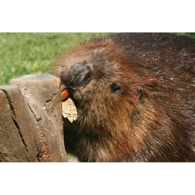 Beaver by Imagegrafx - Wrapped Canvas Print, 30cm H x 46cm W