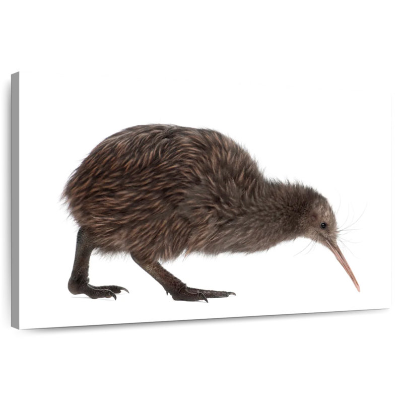 Kiwi Bird, 26" H x 39" W