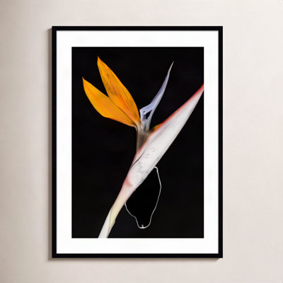 Olcott "Bird of Paradise" Print