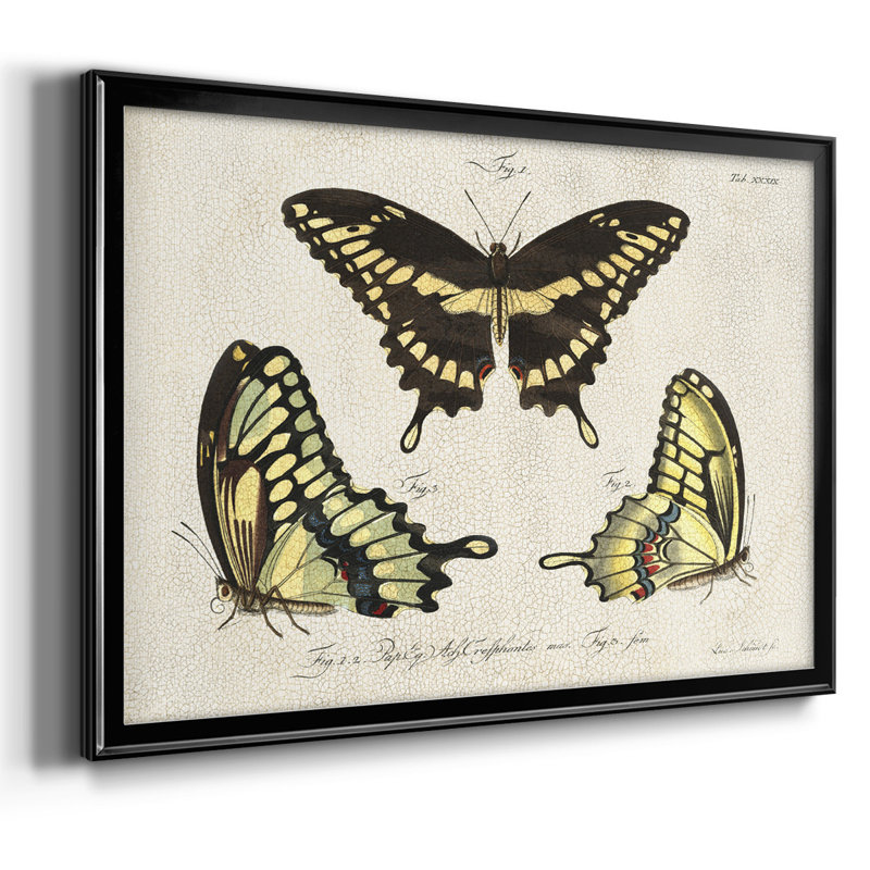 «Crackled Butterflies I», reproduction d'art sur toile, H 26 po x l 38 po, Noir