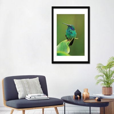 " Green Violet-Ear Hummingbird Perched On Leaf, Costa Rica " by Thomas Marent