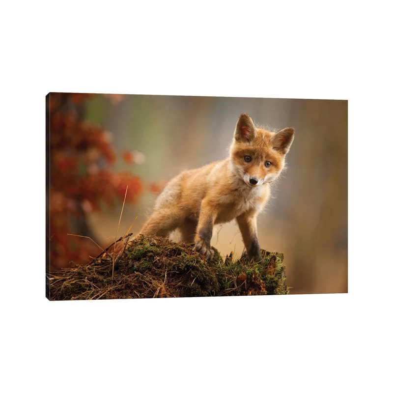 Fox by Robert Adamec - Wrapped Canvas Gallery-Wrapped Canvas Giclée, 20.32 cm H x 30.48 cm W
