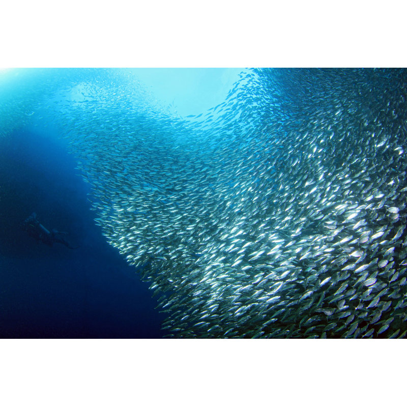 Avinoam Sardine Run 1 Piece Wrapped Canvas Wall Art, 30cm H x 46cm W x 3.8cm D