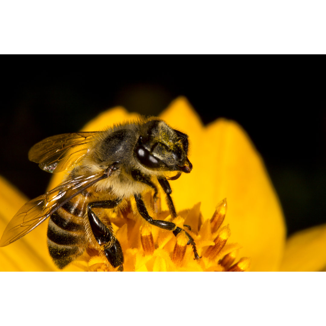 Honey Bee von BrettAtkins - Kunstdrucke auf Leinwand