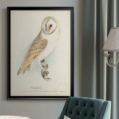 " Barn Owl "