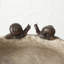 Bain d'oiseaux escargot