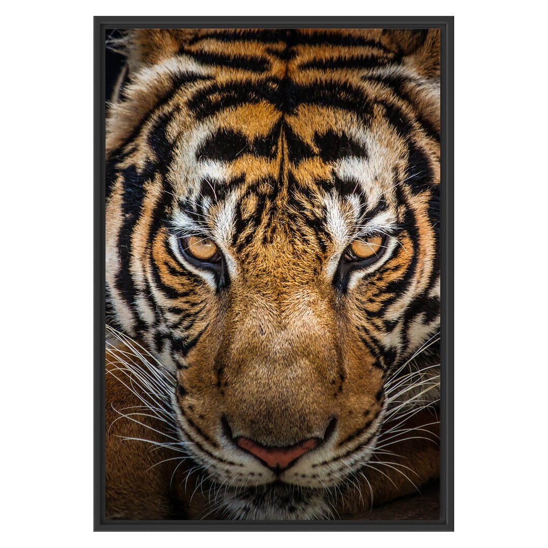 Gerahmtes Wandbild Tiger mit hellbraunen Augen