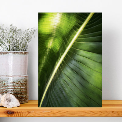 Giant Palm Leaf by Angelo Cerantola - Wrapped Canvas Print