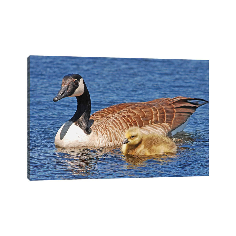 Out For A Swim With Mom by Brian Wolf - Wrapped Canvas Print, 20.32cm H x 30.48cm W x 1.91cm D