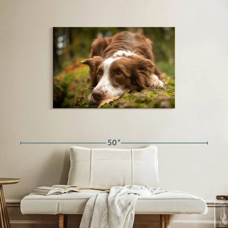Brampt Lovable Border Collie, 26'' H x 39'' W