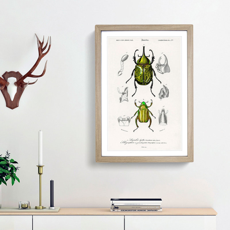 Beetle Illustrations PL.5 by Charles D'Orbigny Framed Print, 45cm H x 33cm W x 2cm D, Oak Framed