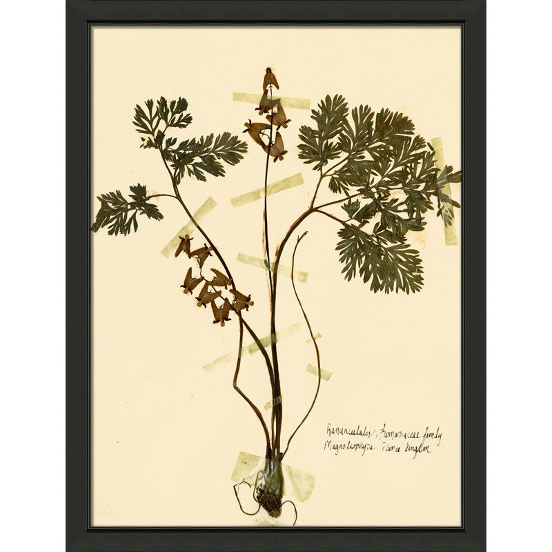 Pressed Botanical 27 Print