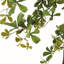 Shaady Lady Olive Tree 90 po