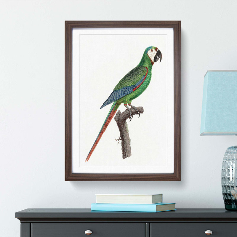 A Blue-Winged Macaw Parrot by F. Levaillant - Framed Print, 45cm H x 33cm W x 2cm D, Walnut Framed