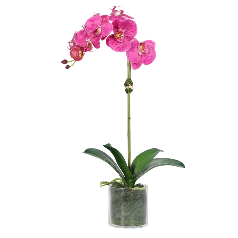 Arrangement d'orchidées dans un vase, Rose
