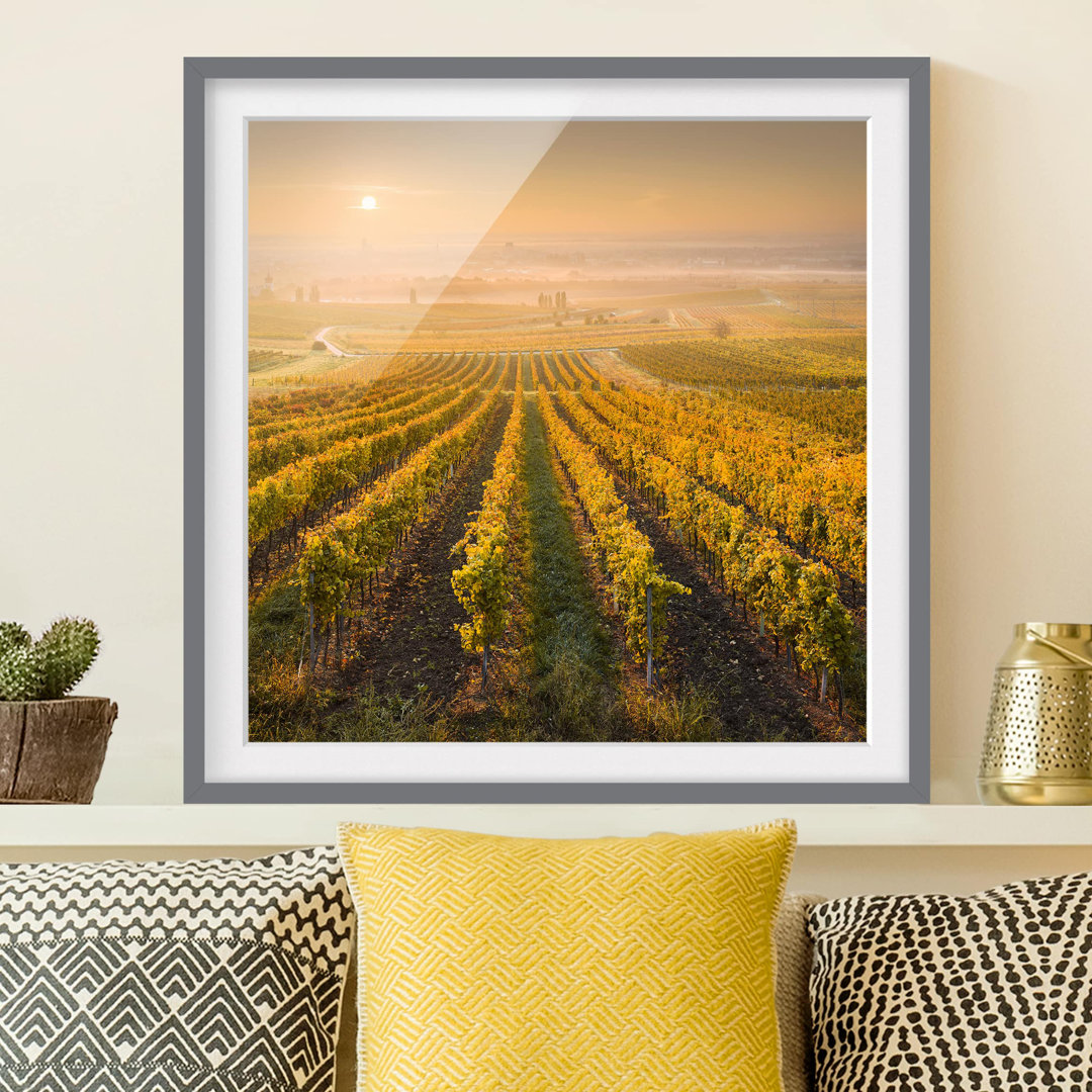 Gerahmtes Poster Autumn Vineyards near Vienna