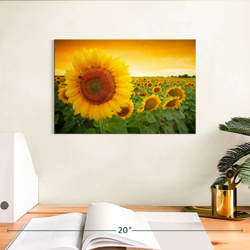 Tournesol Harnek, H 8 po x l 12 po