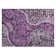Segin Area Rug with Non-Slip Backing