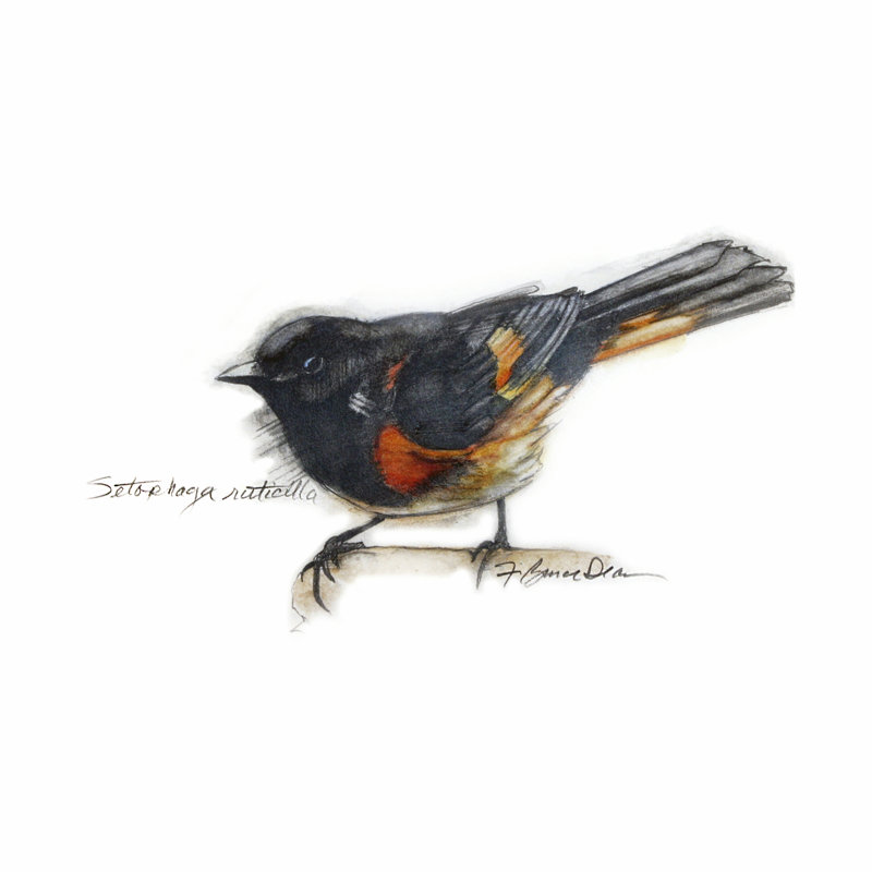 Songbird Study IV, H 12 po x l 12 po