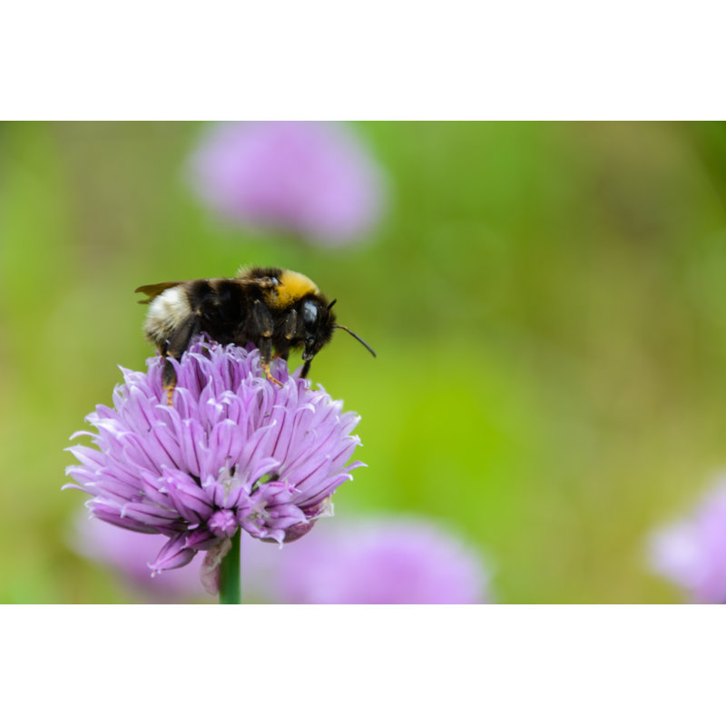 Romel Large Fluffy Bumblebee - Wrapped Canvas Print, 81cm H x 122cm W x 3.8cm D