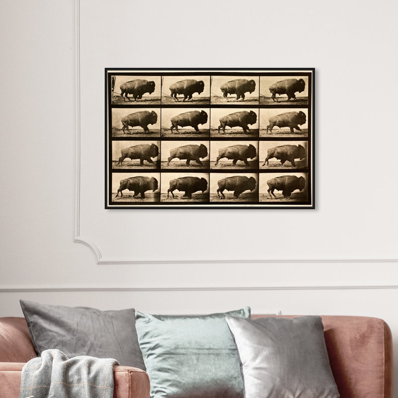 " Buffalo In Motion Zoo And Wild Animals ", 24" H x 36" W, Wrapped Canvas